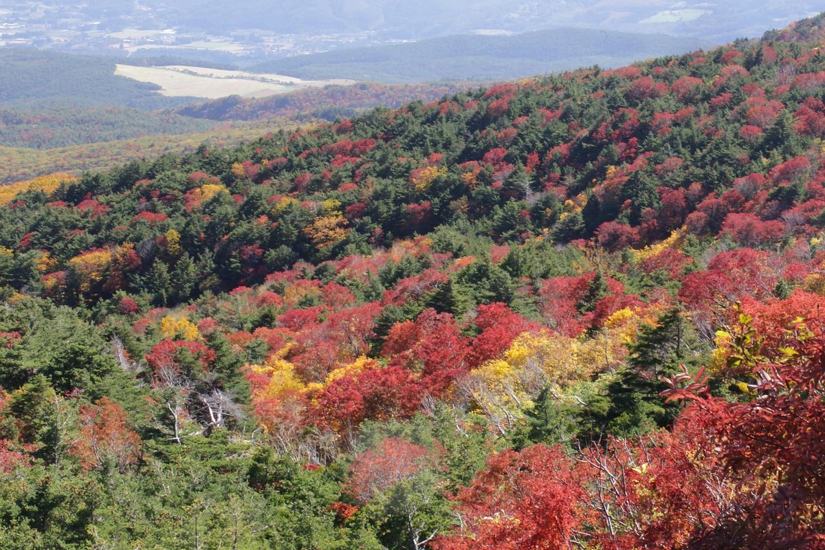 🍂 덴구의 정원 (텐구노니와) 이미지 3